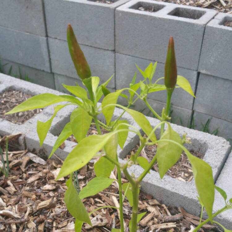 plant image 499222