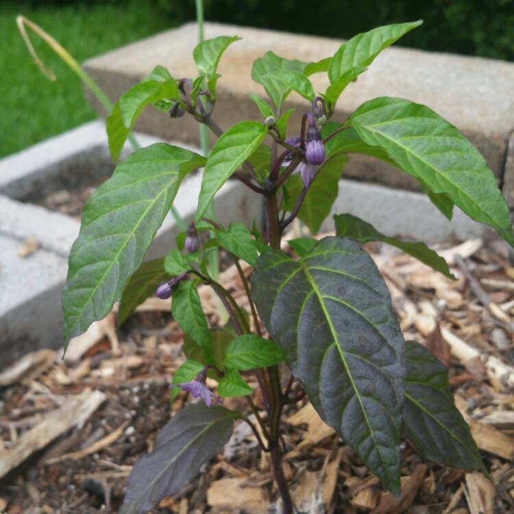 plant image 499228