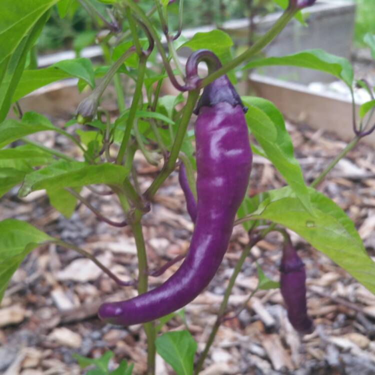plant image 499229