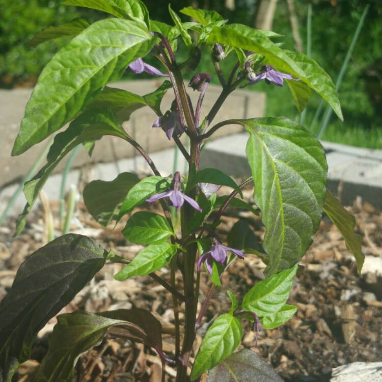 plant image 500160