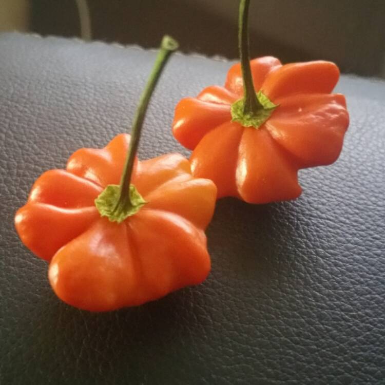plant image 501849