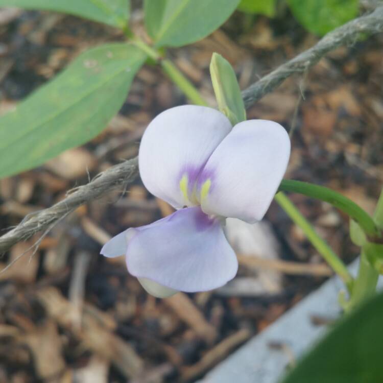 plant image 510247 plant image 510247