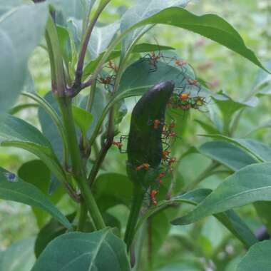 Capsicum annuum 'Cayenne Purple'