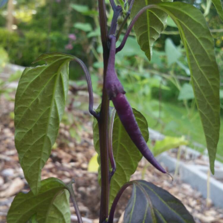 plant image 518144