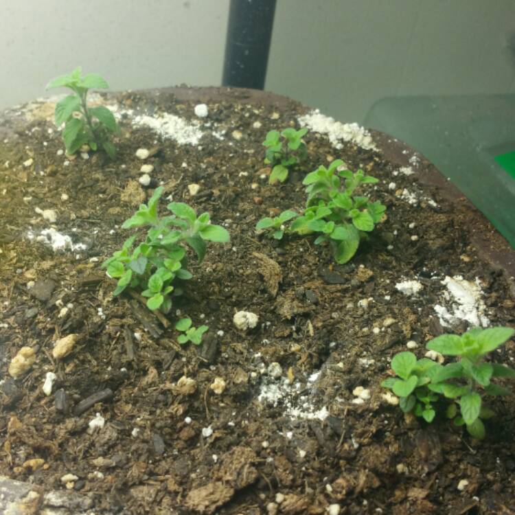 plant image 518149