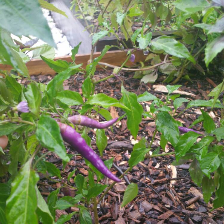 plant image 531893