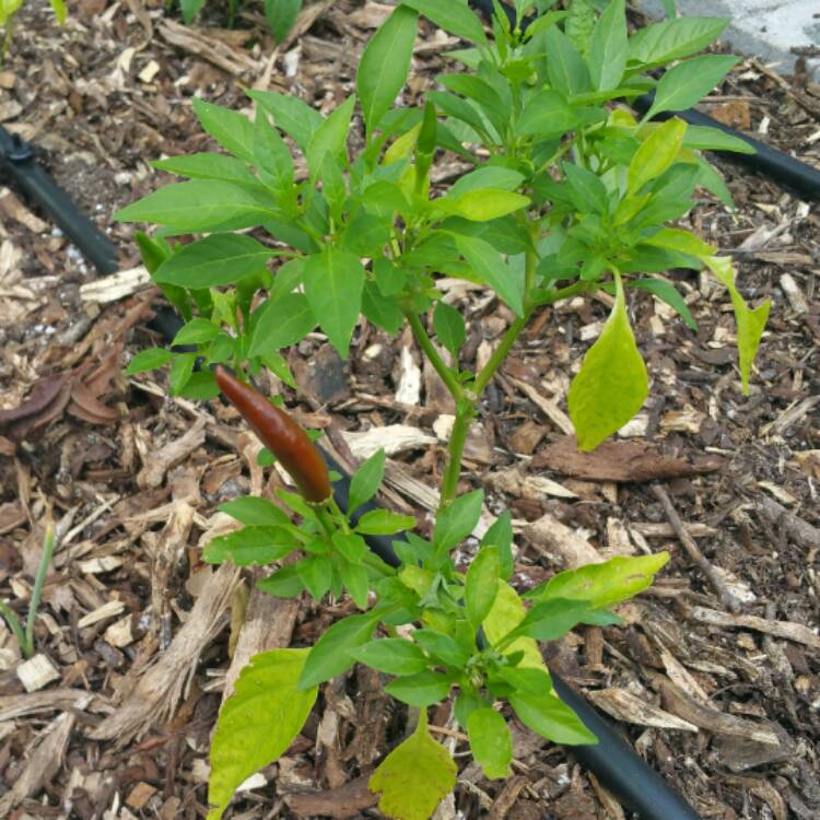 plant image 534304