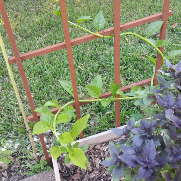 plant image 541262 plant image 541262
