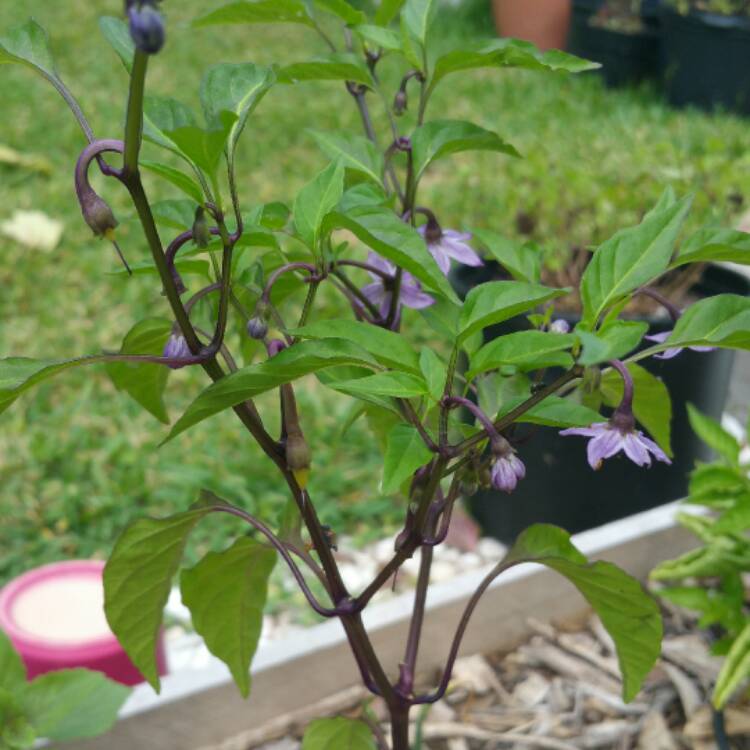 plant image 546390