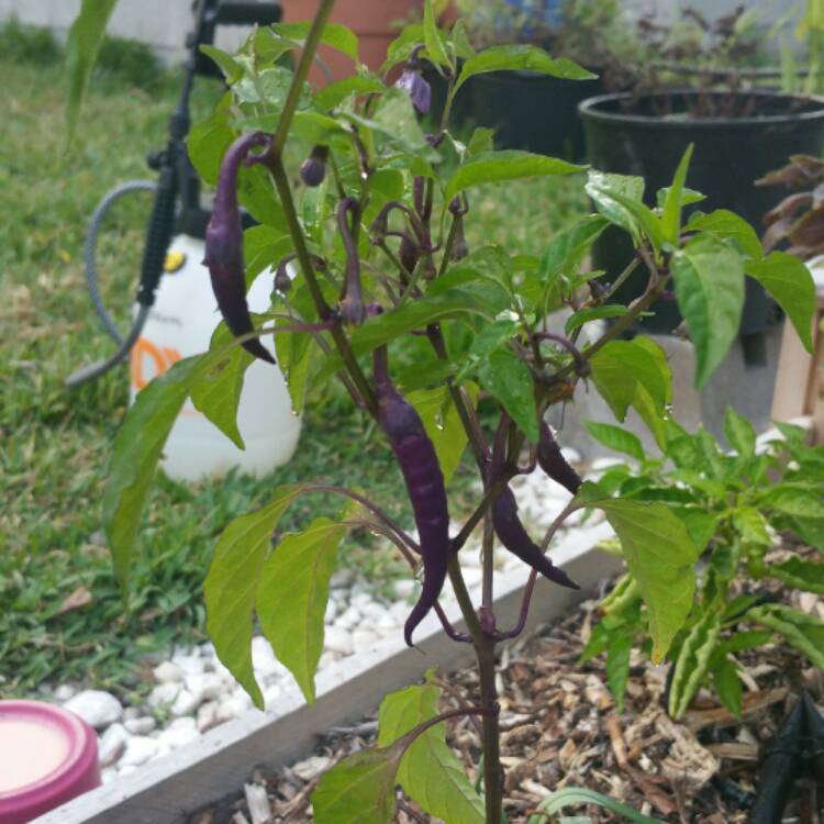plant image 550519