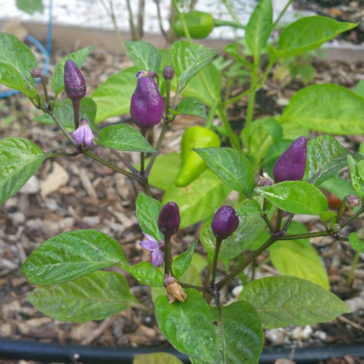 plant image 555435 plant image 555435