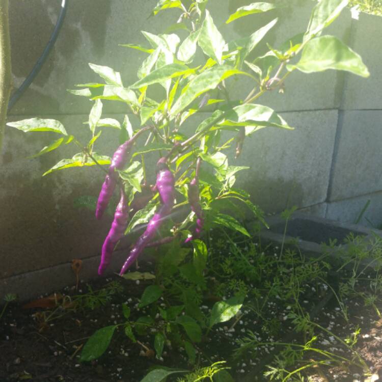 plant image 558267