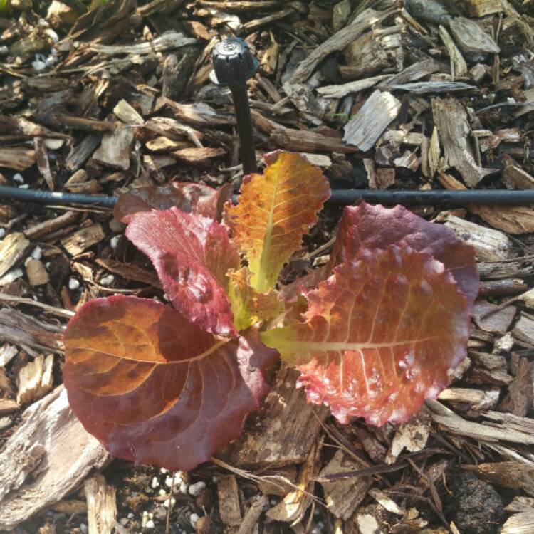 plant image 573639