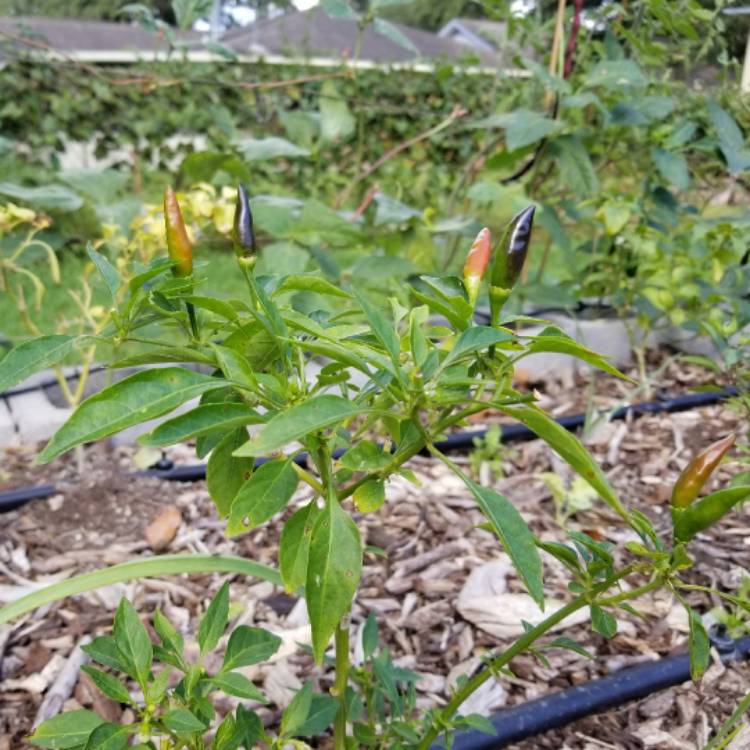 plant image 575249