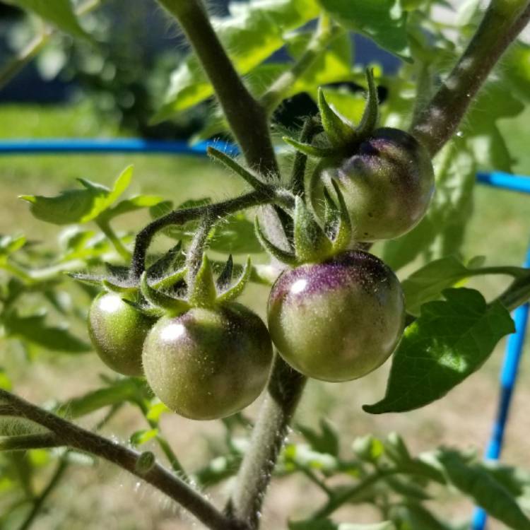 plant image 581570