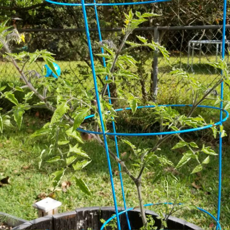 plant image 586971
