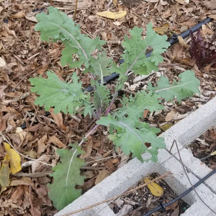 Plant image Brassica oleracea (Acephala Group) 'Red Winter'