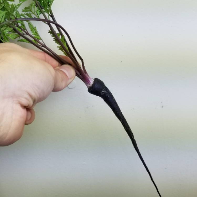 plant image 611055