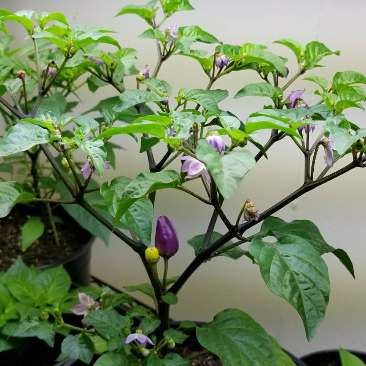 plant image 627727 plant image 627727