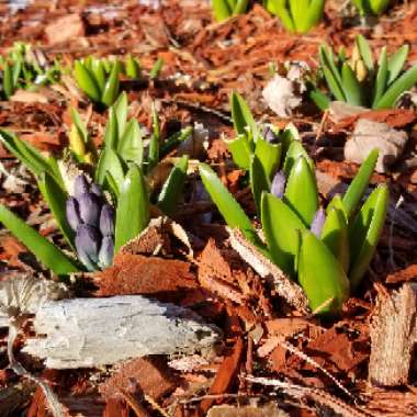 Hyacinthus orientalis