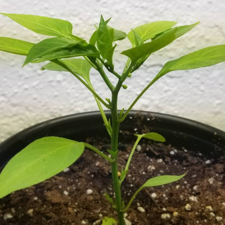 plant image 660131