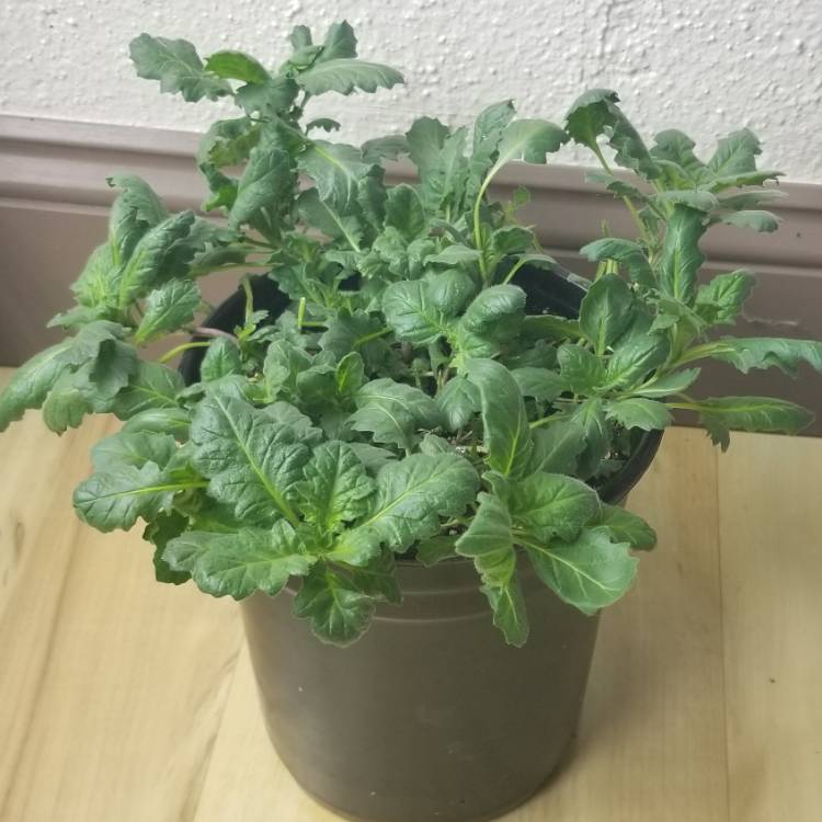 plant image 672316 plant image 672316