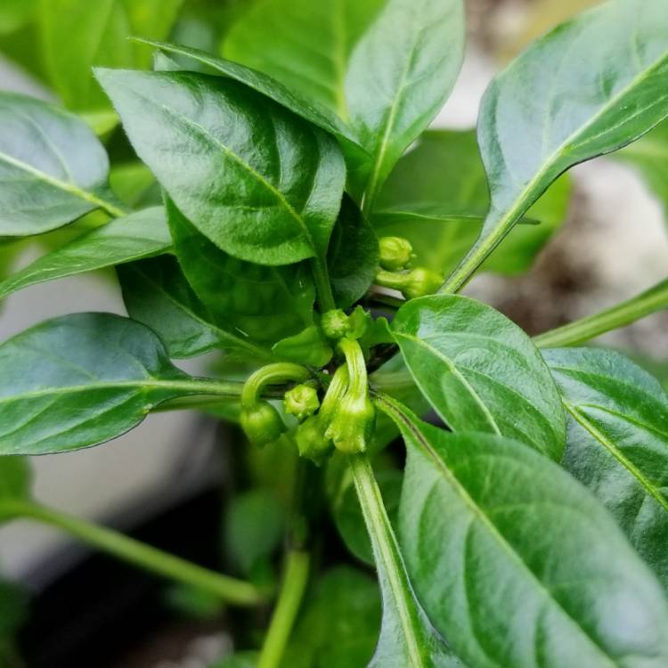 plant image 677004