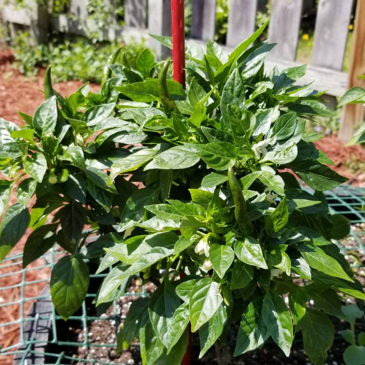 plant image 703085