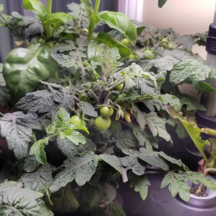 plant image 717783