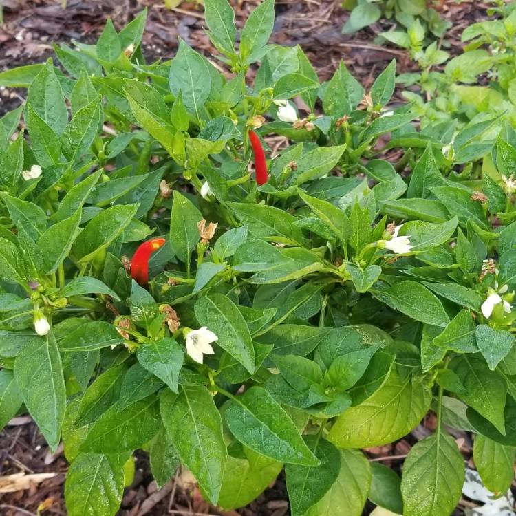 plant image 717789