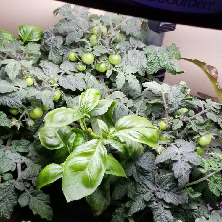 Plant image Solanum Lycopersicum var. cerasiforme 'Minibel'