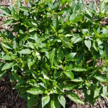 Capsicum Annuum 'Thai Hot'