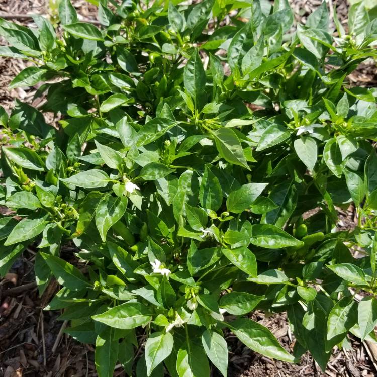 plant image 724520