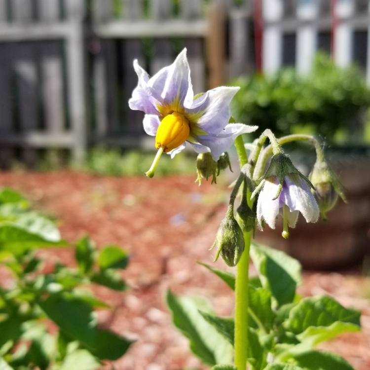 Plant image Solanum tuberosum 'Purple Majesty'