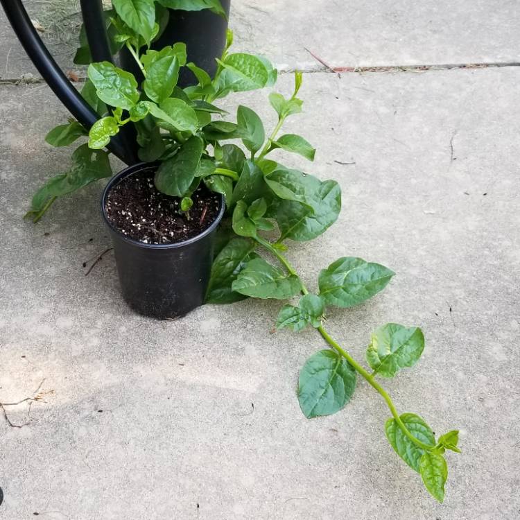 plant image 734487 plant image 734487