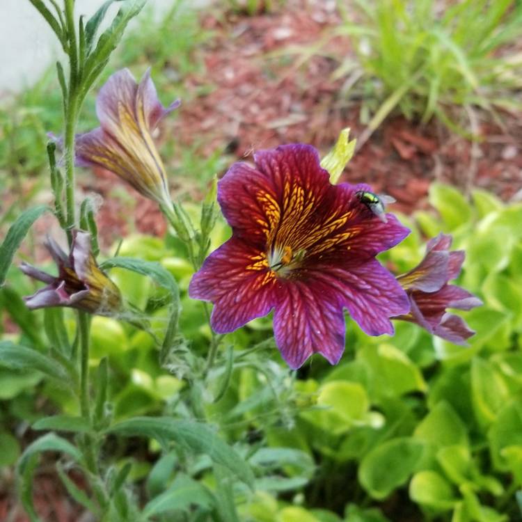 plant image 757844 plant image 757844