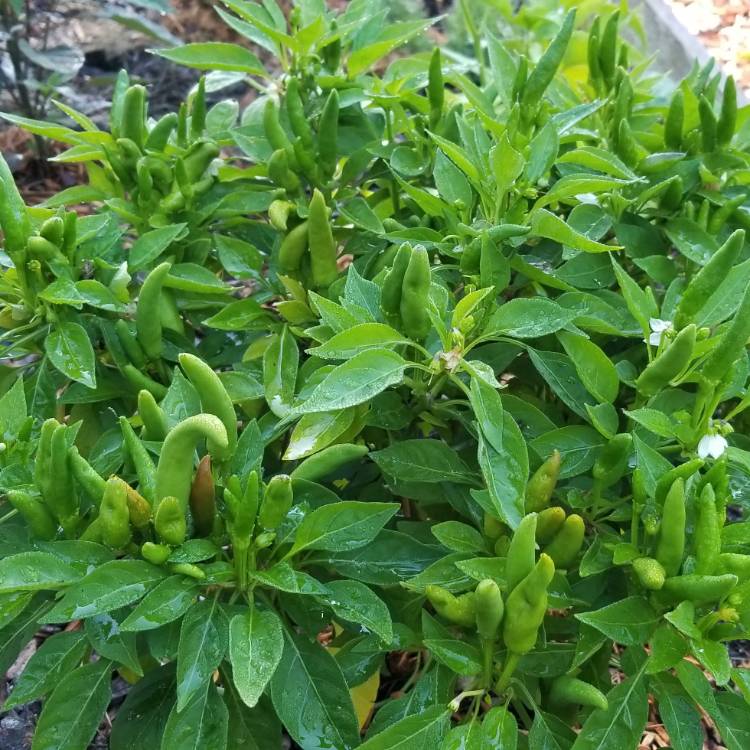plant image 763821