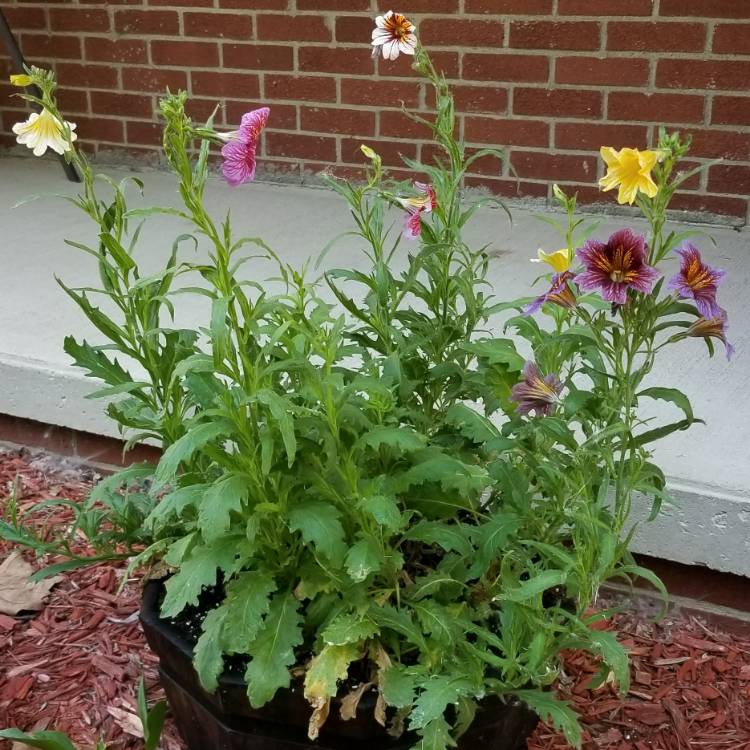 plant image 763833 plant image 763833