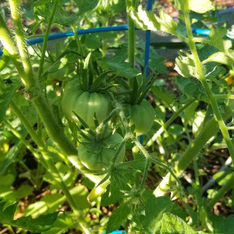 plant image 770350