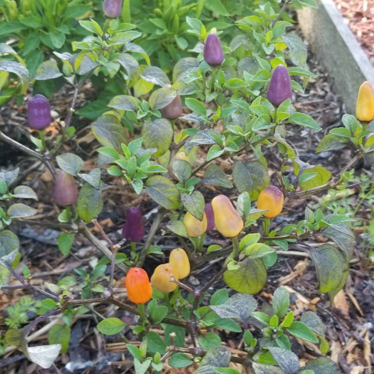plant image 770355 plant image 770355
