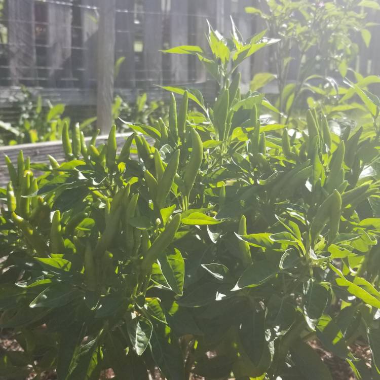 plant image 777235