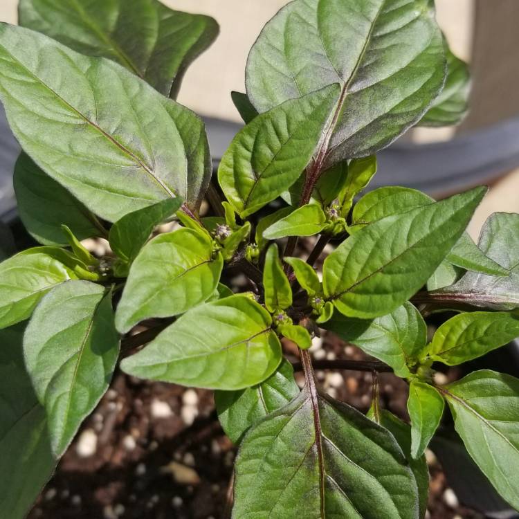 plant image 782419