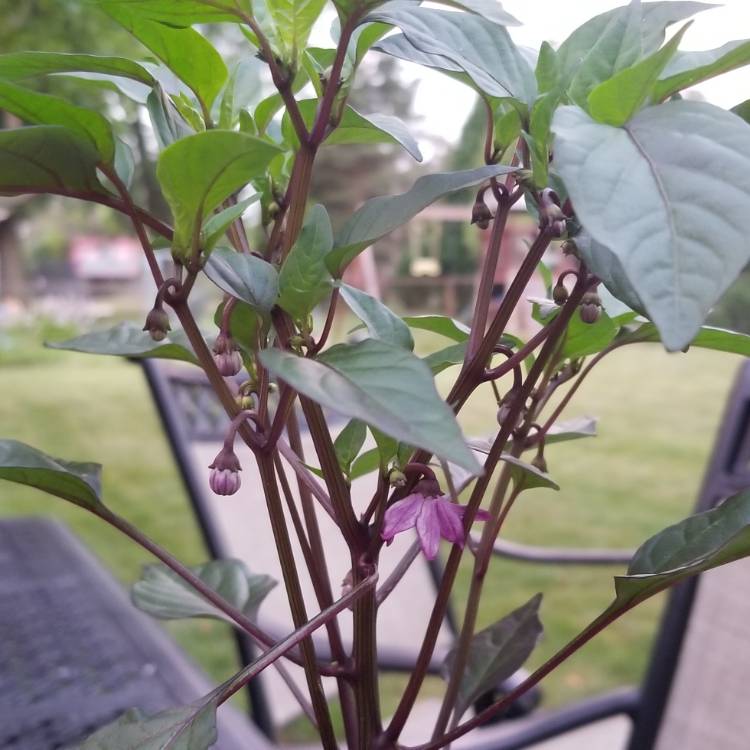 plant image 791316