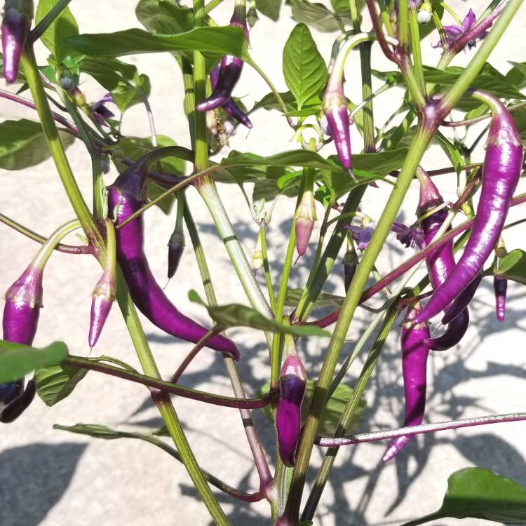plant image 808317