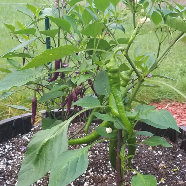plant image 824365 plant image 824365