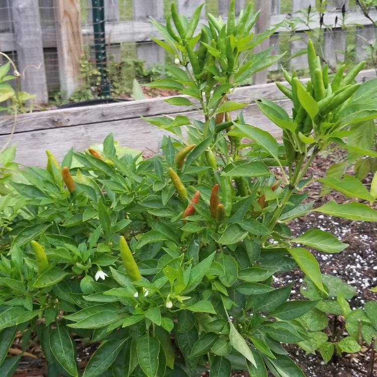 plant image 824367