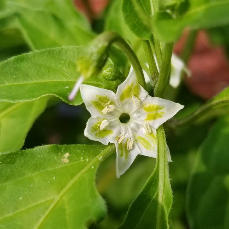 plant image 824493 plant image 824493