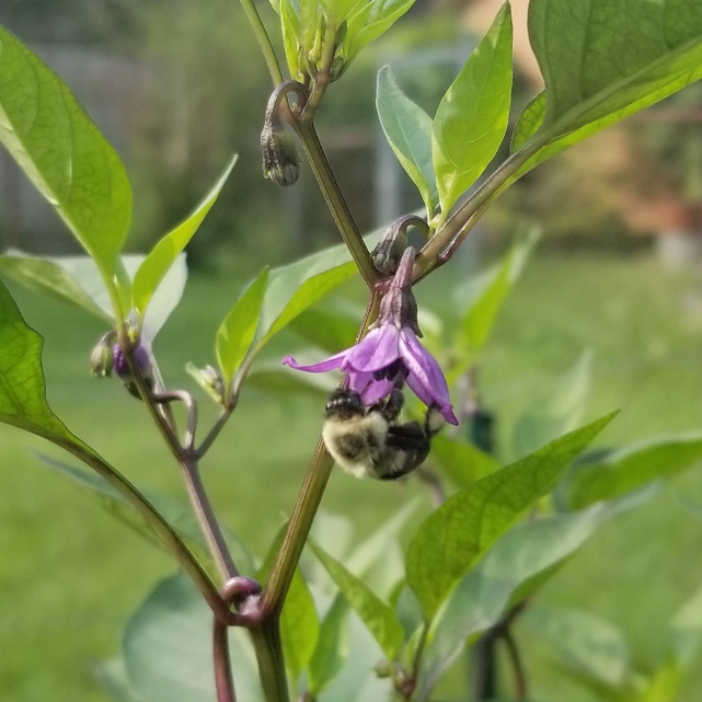 plant image 824494