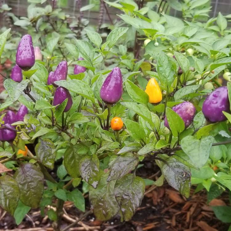 plant image 833333 plant image 833333