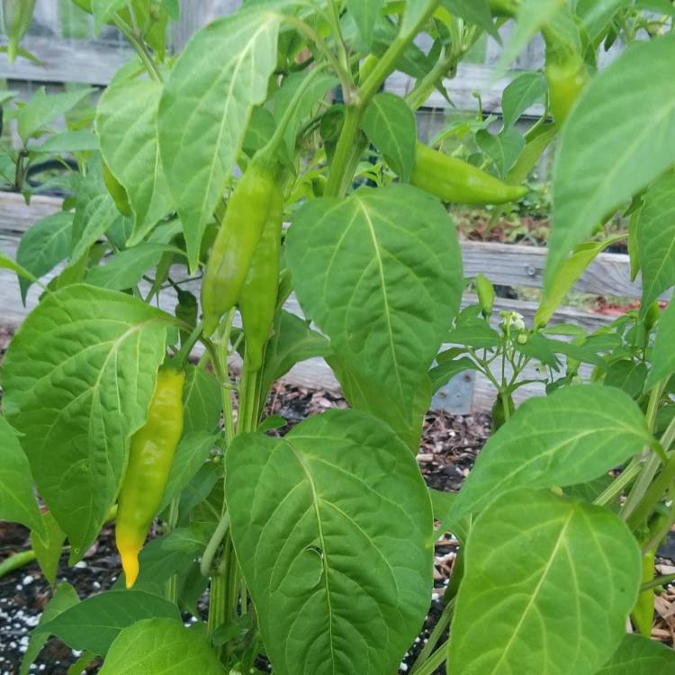 plant image 835169 plant image 835169